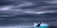 Почему киты не тонут, когда всасывают в себя криль?