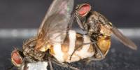 Мушиный гриб-паразит делает из самцов домашних мух некрофилов