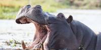 Бегемоты разбрызгивают навоз в ответ на незнакомый рев
