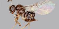Новый вид осы обманом заставляет деревья кормить и укрывать своих детенышей