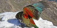 Новозеландский попугай украл gopro, чтобы заснять свой полет
