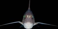 Учёные обнаружили новорожденную акулу-призрак