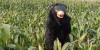 Фермер нанял человека в костюме медведя для охраны поля