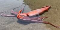 Гигантский кальмар был замечен на пляже в японии