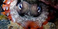 Мрачный осьминог, или обыкновенный сиднейский осьминог (лат. octopus tetricus)