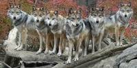 Семейное фото мексиканских серых волков