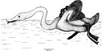 Палеонтологи описали нелетающих лебедей-фильтраторов