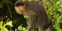 Загадочную обезьяну с борнео назвали гибридом носача и тонкотела