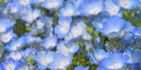 Каждый год в японском парке расцветают миллионы голубоглазок (sisyrinchium)