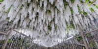 Удивительные фотографии деревьев глицинии