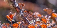 Биосферный заповедник бабочек монархов в мексике