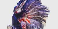 Фотопроект "'бетта рыбка":  бойцовая рыбка всех видов и цветов