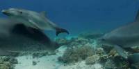 Дельфины трутся о кораллы, чтобы избавиться от кожных заболеваний