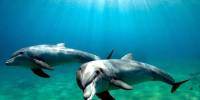 Дельфины узнали знакомых по вкусу мочи