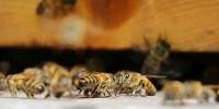 Правда ли все пчелы погибают после того, как ужалят?