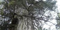Обнаружено самое старое дерево на планете. этому кипарису 5 500 лет