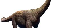 5 самых больших динозавров, когда-либо существовавших на земле