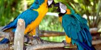 Почему одни попугаи разговаривают, а другие — нет?