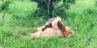 Молодая гиена пыталась похитить добычу у леопарда и сама попала льву в зубы