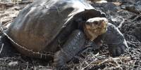 «Вымершая» черепаха найдена в одиночестве на отдаленном вулканическом острове
