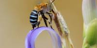 Синеполосая пчела (blue banded bee)