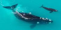 Почему киты предпочитают рожать детенышей на мелководье