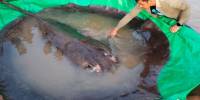 Рыбаки поймали самую большую в мире пресноводную рыбу весом 300 килограммов