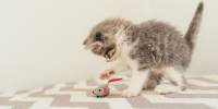 Почему кошка любит держать игрушки у своих мисок?