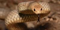 Из яда песчаной эфы и восточной коричневой змеи создали препарат для остановки кровотечения
