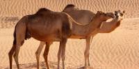Почему у одних верблюдов два горба, а у других один?