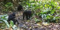 Шимпанзе научились рыть колодцы, чтобы находить чистую воду