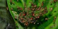 Социальные пауки вида anelosimus eximius