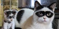 Кот по имени зорро, прославившийся в социальных сетях благодаря своей черной «маске»