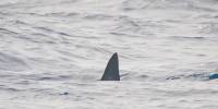 У берегов барселоны заметили самую быструю в мире акулу