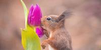 Белки и цветы в фотографиях от бельгийского фотографа-натуралиста