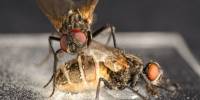 Грибок-Паразит превращает самцов мух в некрофилов