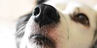 Ученые подтвердили, что собаки «видят» мир носом