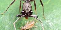 Челюсти муравьев-понеринов при укусе движутся со скоростью 200 км/ч