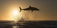 Потрясающие фотографии больших белых акул, прыгающих высоко над водой