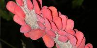 Розовая цикада (лат. phromnia rosea)
