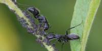 Ученые сравнили колонию муравьев с нейросетью