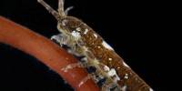 Ученые обнаружили, что морские рачки помогают «опылять» водоросли