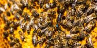 Сколько маток в пчелиной семье?