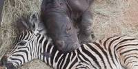 Детеныш носорога и маленькая зебра стали лучшими друзьями