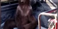 В турции медвежонок объелся галлюциногенного меда