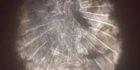 «Волшебное зеркало» обнаружено в хранилище художественного музея цинциннати
