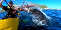 Тюлень дал каякеру пощечину осьминогом