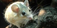 Иглистые мыши обзавелись бронированными хвостами