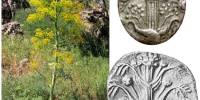 Вымершее чудо-растение древней греции, возможно, было вновь обнаружено в турции