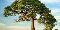 Биологи опровергли «правило деревьев» леонардо да винчи